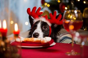 Things to do with your dog at Christmas